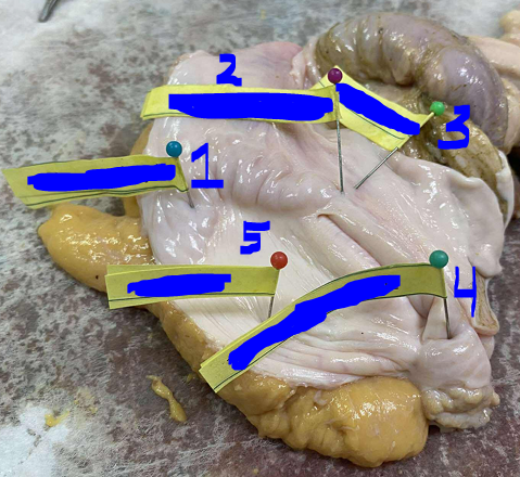 <p>Give the specific name of the part of the organ labelled #3 (greenpin) and the specie it came from</p>