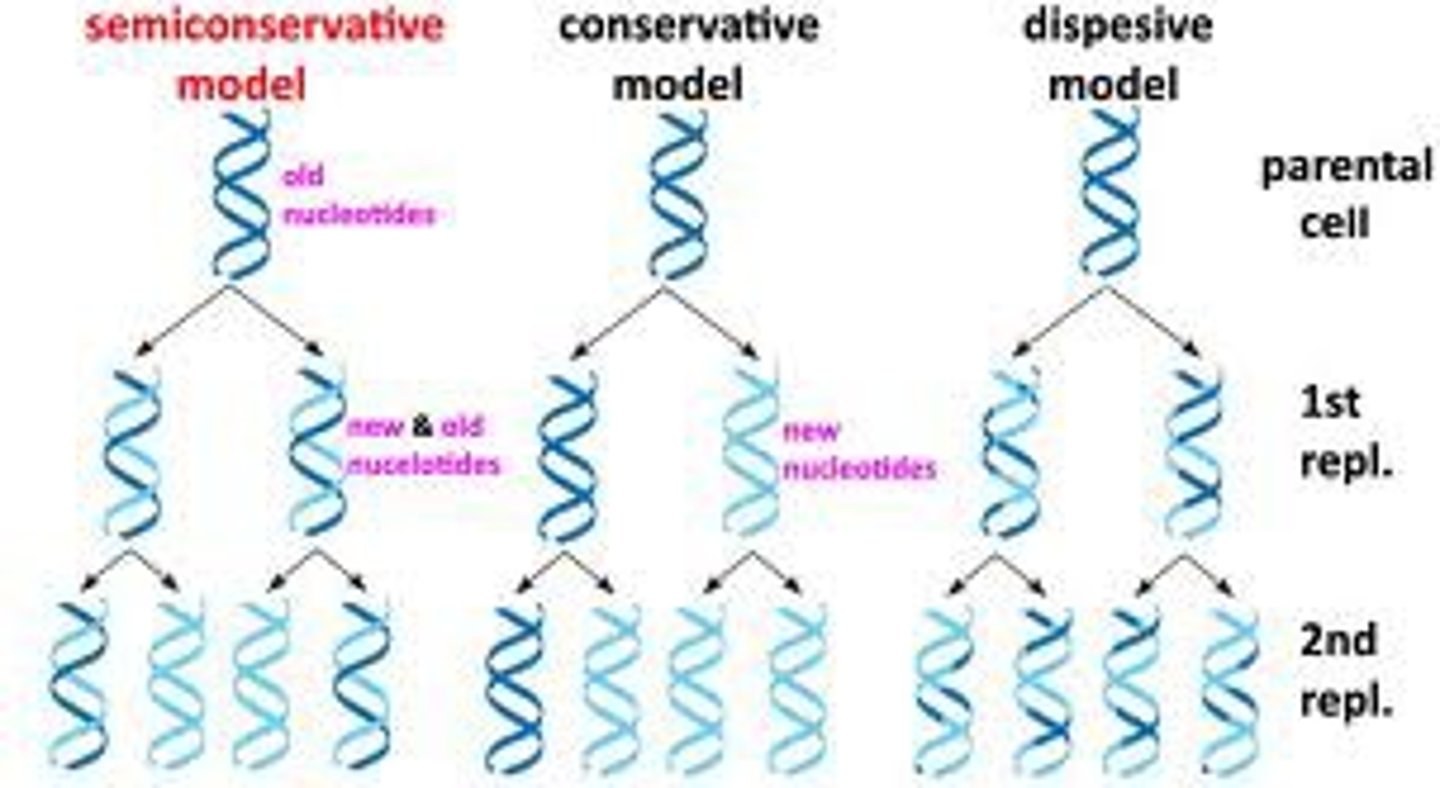 <p>1958<br>Grew E.coli in radioactive N<br>semiconservative, conservative, and dispersive</p>