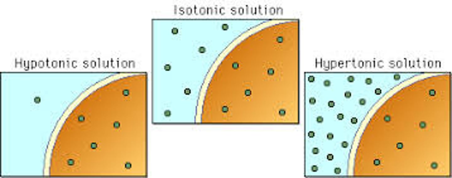 <p>A Hypotonic Environment has a lower concentration of solutes as compared to the inside of a cell.</p><p>A Hypertonic Environment has a higher concentration of solutes as compared to the inside of a cell.</p>