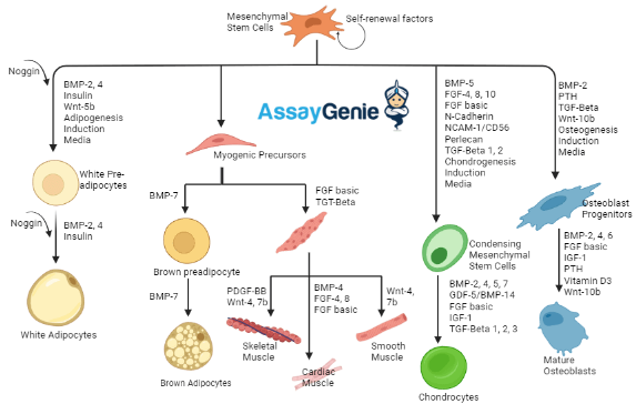 <p><strong>Major soluble factors:</strong></p><p>• FGFs (fibroblast growth factors)</p><p>• EGF (epidermal growth factor)</p><p>• TGF-β</p><p>• IGFs (insulin growth factor)</p><p></p><p><strong>Major pathways</strong>:</p><p>• BMP (bone morphogenetic protein)</p><p>• Wnt/β-catenin</p><p></p><p>dont need to know content in pic, its just helper</p>