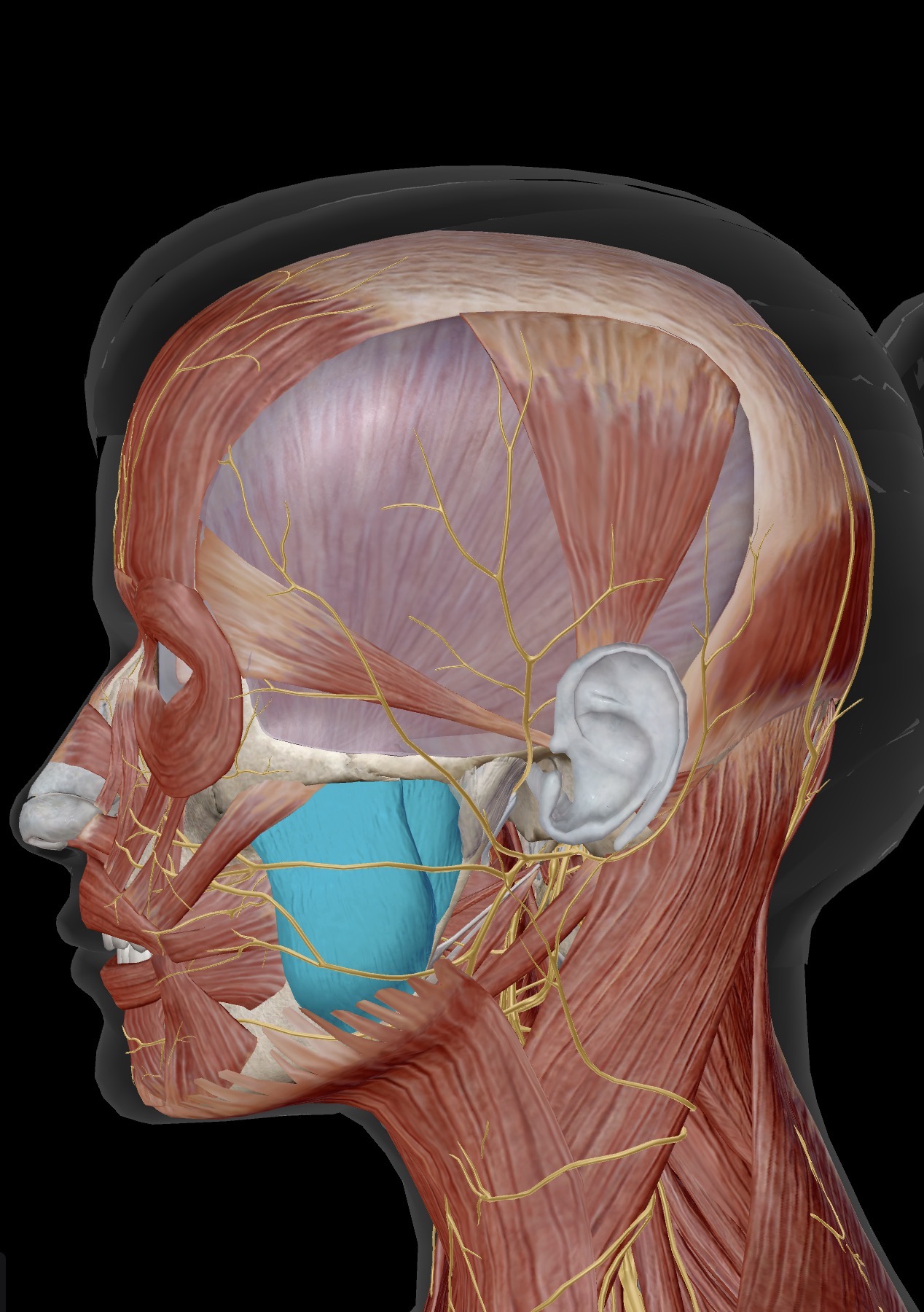 <p>Name the muscle and corresponding letter ( O = origin, I = insertion, A = actions, IN = innervation)</p><p>O</p><p>I</p><p>A</p><p>IN</p>