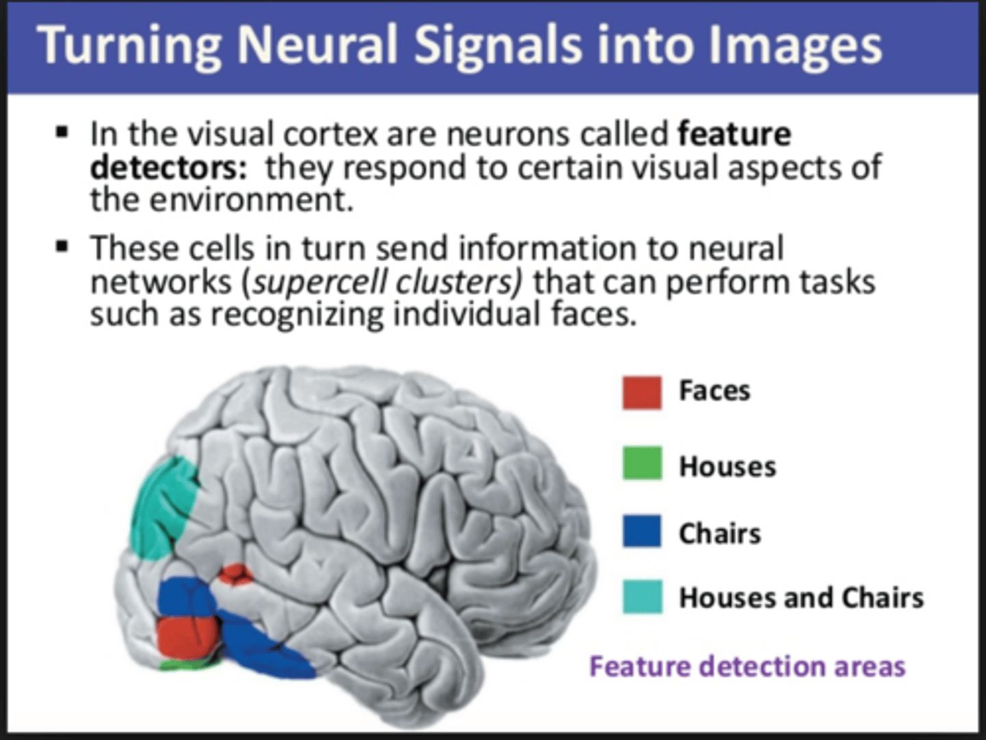 <p>Specialized neurons in the brain that respond to specific features of the stimulus. In the occipital lobe's visual cortex they respond to specific features of an image such as angles, lines, curves, &amp; movement. The cortical cells (neurons) respond most strongly to visual stimuli.</p>