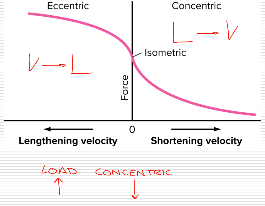 <p>Velocity of a muscle contracting concentrically is inversely related to the amount of the force of applied </p><ul><li><p>Contraction occurs faster as load decreases </p></li><li><p>Contraction occurs slower as load increases </p></li></ul><p>In relation to concentric types </p><ul><li><p>Concentric: Load < Contraction </p></li><li><p>Eccentric: Load > Contraction </p></li><li><p>Isometric: Load = Contraction </p></li></ul><p></p>
