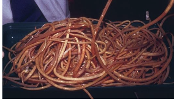 <p>ascaridoidea (roundworms) </p>