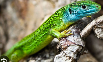 <p><span><span>Alpensüdseite, Wallis, Genferseebecken </span></span></p>