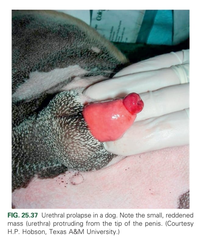 <p>Congested mucosal mass protrudes from external urethral orifice with varying degrees of haemorrhage. Persistent urethral bleeding, leaking, dysuria, pollakiuria, anaemia</p>