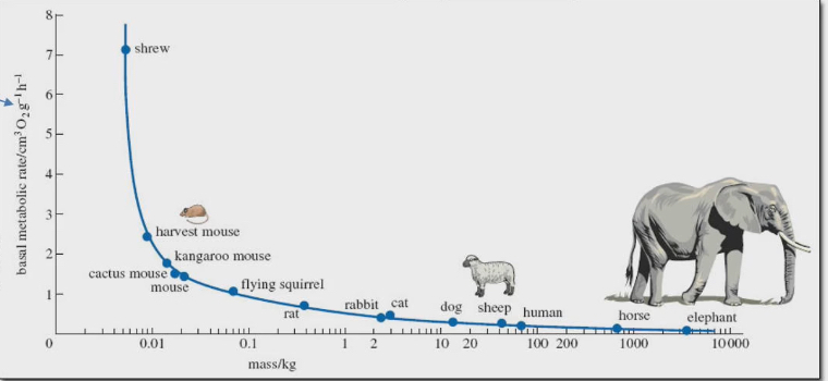 <ul><li><p>Body mass on x axis</p></li><li><p>BMR that is mass specific on y axis</p></li><li><p>Taken BMR and divide by weight of animal to figure out per gram body mass value of BMR</p></li><li><p>1 g of shrew consumes 7ml of O2 an hour</p></li><li><p>1 g of elephant consumes 0.3 ml of O2 an hour</p></li><li><p>They don’t consume same amount of O2</p></li><li><p>Obviously overall BMR, elephants will have more than shrew because they are more</p></li><li><p><strong>Smaller animals (like shrews)</strong>&nbsp;have&nbsp;<strong>higher metabolic rates per gram of body tissue</strong>&nbsp;than larger animals (like elephants).</p></li><li><p>This means a shrew burns through energy much faster relative to its size than an elephant does.</p></li><li><p>The curve shows an&nbsp;<strong>inverse relationship</strong>: as body size increases, the&nbsp;<strong>mass-specific metabolic rate</strong>&nbsp;decreases. → this is because the slope keeps decreasing as body mass increases</p></li></ul><p></p>