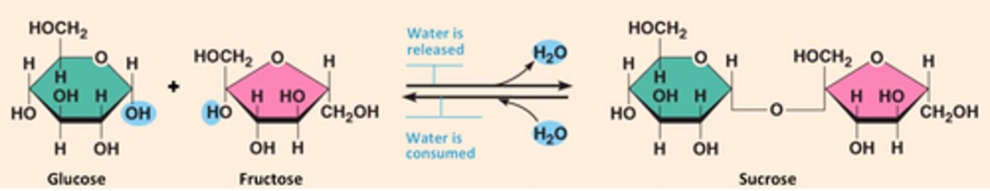 <p>a dehydration reaction</p><p>3 multiple choice options</p>