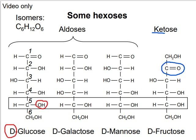 <ul><li><p>Can be characterized by their chemical structure</p><ul><li><p>Pentose: 5 carbon atoms</p></li><li><p>Hexose: 6 carbon atoms</p></li></ul></li><li><p>D and L Isomers</p><ul><li><p>Stereochemistry based on the position of the hydroxyl group on the highest-numbered chiral carbon</p></li><li><p>D-sugar: Hydroxyl group on the right.</p></li><li><p>L-sugar: Hydroxyl group on the left.</p></li></ul></li></ul><p></p>