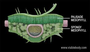 <p>It consists of loosely packed, irregularly shaped cells, creating numerous air spaces that facilitate the movement of gases (CO2 &amp; O2). These cells contain chloroplasts, but less than the palisade mesophyll. The large surface area of the cells enhances gas exchange and helps in maximizing light absorption. The proximity of the spongy mesophyll to the stomata ensures that gases can quickly diffuse into and out of the leaf, optimizing the process of photosynthesis and respiration.</p>