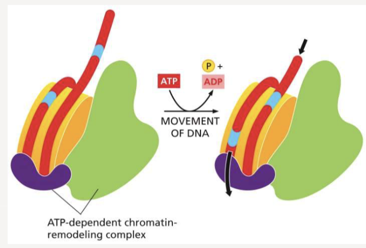 <p>use ATP hydrolysis to slide DNA onto histones, making it more or less accessible </p><p>1 chromatin remodeling complex for every 5 nucleosomes</p>