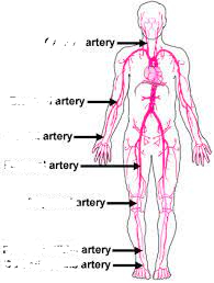 <p>neck</p>