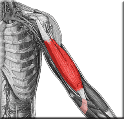 <p>This muscle flexes the elbow and supinates the forearm. It originates from thecoracoid process and the supraglenoid tubercle, and inserts onto the radial tuberosity.</p>