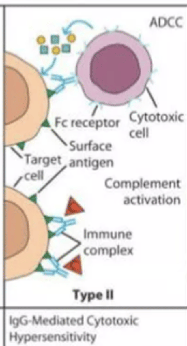 <p></p><p>MOA</p><p>- IgG or IgM antibodies directed at drug hapten coated cells</p><p>clinical manifestations</p><p>- hemolytic anemia</p><p>- neutropenia</p><p>- thrombocytopenia</p><p>timing</p><p>- variable</p>