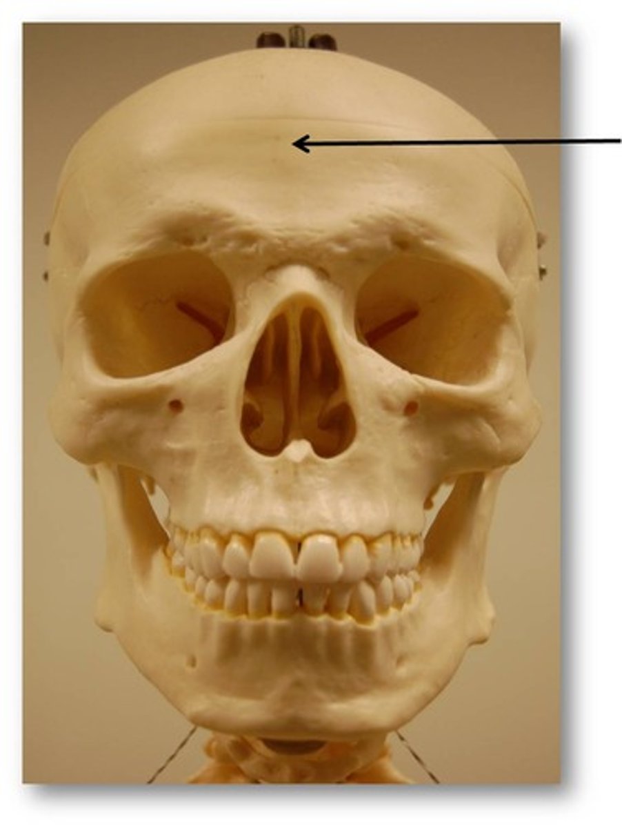 <p>bone that forms the forehead</p>