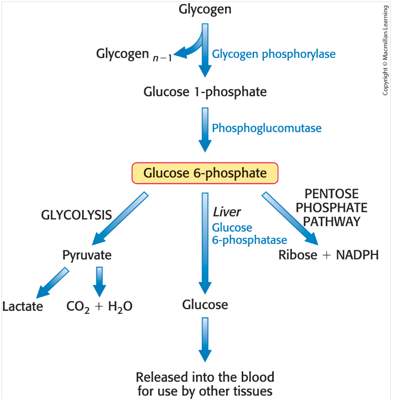 <p>Glucose 6-phosphate has three possible fates</p><p>(1) it can be metabolized by glycolysis; </p><p>(2) in the liver it can be converted into free glucose for release into the bloodstream; </p><p>(3) it can be processed by the pentose phosphate pathway </p>