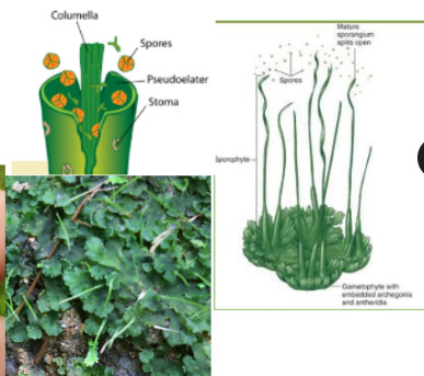 <p>what kind of liverwort is this?</p>