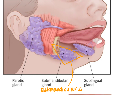 Submandibular Gland 