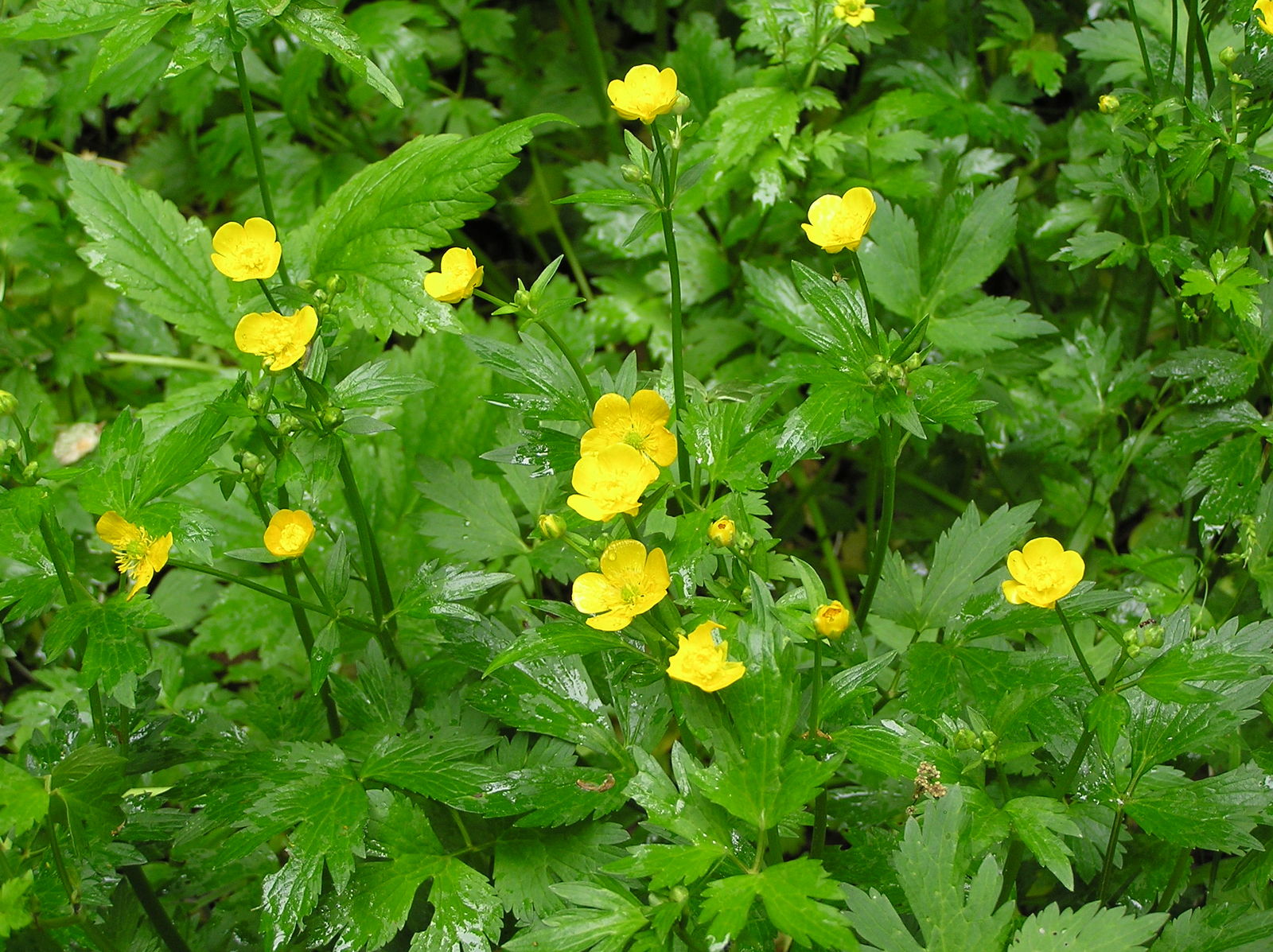 <p>Creeping buttercup - <em>Ranunculus repens</em></p>
