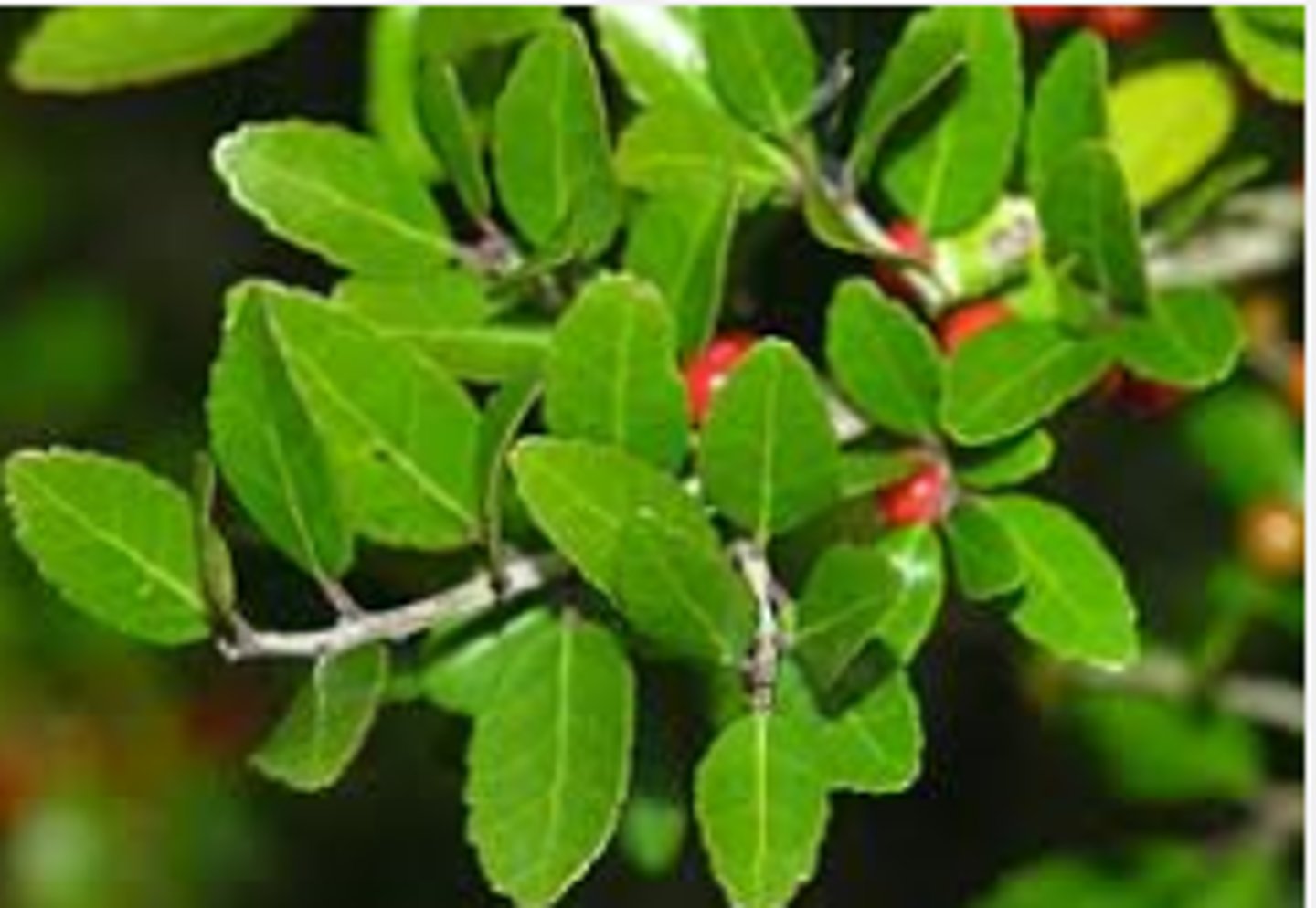 <p>Ilex vomitoria<br>Aquifoliaceae</p>