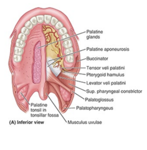 <p>tensor veli palatini</p><p>levator veli palatini</p><p>palatoglossus</p><p>palatopharyngeus</p><p>musculus uvulae </p>