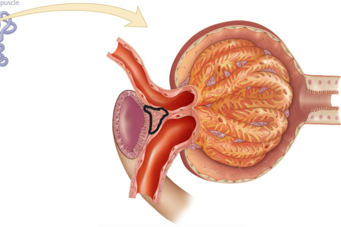 <p>What kind of cells are encircled</p>