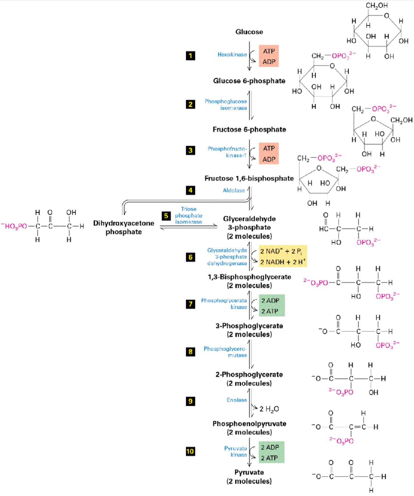 <ul><li><p>Stage 1 of metabolism</p></li><li><p>converts glucose (C<sub>6</sub>H<sub>12</sub>O<sub>6</sub>) into pyruvate</p></li><li><p>harvesting electrons</p></li><li><p>yields NET production of 2 ATP per 1 glucose</p></li></ul><ol><li><p>Phosphorylate glucose by adding P<sub>i</sub> from ATP</p><ul><li><p>Creates glucose 6-phosphate → goes on to form other metabolites</p></li><li><p>Catalyzed by hexokinase enzyme</p></li></ul></li><li><p>Change glucose ring → fructose ring</p><ul><li><p>hexameric → pentameric</p></li><li><p>catalyzed by phosphoglucose isomerase</p></li><li><p>fructose 6-phosphate → used for downstream processes like making glycolipids</p></li></ul></li><li><p>Phosphorylate again w/ another ATP</p><ul><li><p>produces fructose 1,6-bisphosphate</p></li><li><p>catalyzed by phosphofructokinase</p></li></ul></li><li><p>Formation of <span><span>dihydroxyacetone phosphate</span></span></p><ul><li><p>catalyzed by aldolase</p></li></ul></li><li><p>Split into 2 molecules</p><ul><li><p>2 x glyceraldehyde 3-phosphate (G3P)</p></li></ul></li><li><p>2 NAD<sup>+</sup> used to make 2 NADH</p><ul><li><p>Oxidizing G3P with glyceraldehyde 3-phosphate dehydrogenase</p></li><li><p>1,3-bisphosphoglycerate formed</p></li></ul></li><li><p>Dephosphorylation</p><ul><li><p>2 ADP → 2 ATP produced</p></li><li><p>3-phosphoglycerate formed by phosphoglycerate kinase</p></li></ul></li><li><p>3-phosphoglycerate mutated → 2-phosphoglycerate</p><ul><li><p>catalyzed by phosphoglycerol mutase</p></li></ul></li><li><p>Condensation → H<sub>2</sub>O produced</p><ul><li><p>done by enolase</p></li></ul></li><li><p>Dephosphorylation</p><ul><li><p>2 ADP → 2 ATP produced</p></li><li><p><strong>pyruvate</strong> formed</p></li><li><p>catalyzed by pyruvate kinase</p></li></ul></li></ol><p></p>