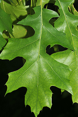 <p>Common Name</p>