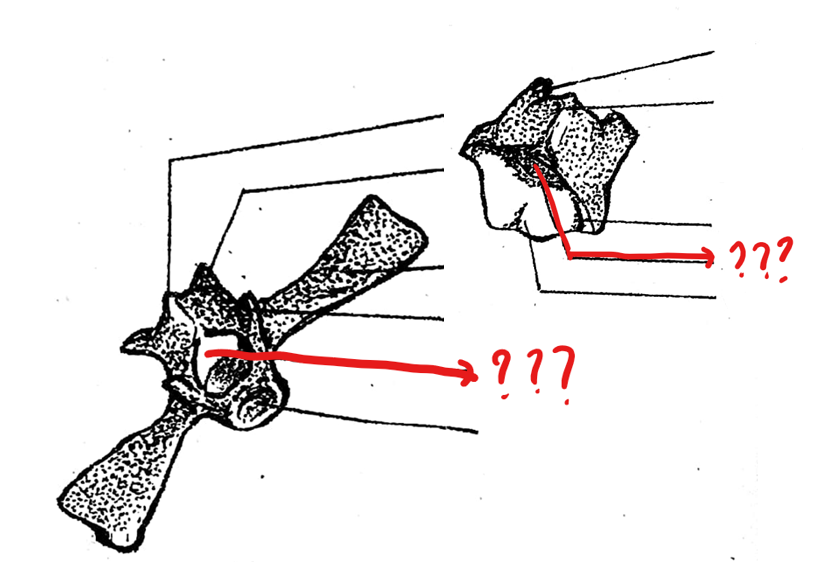 <p>part of the typical vertebrae of the vertebral column; opening above the centrum through which the spinal cord passes; around it is the neural arch</p>