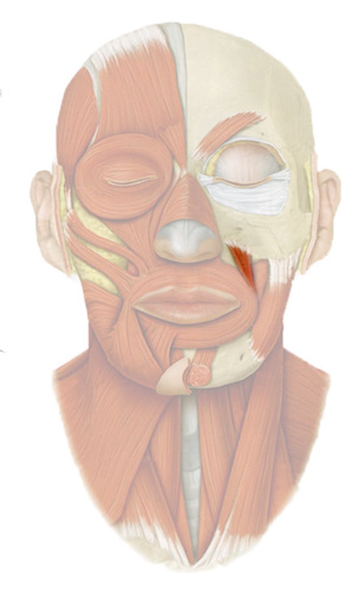 <p>origin - canine fossa of maxilla</p><p>insertion - angle of mouth</p><p>function - elevates angle of the mouth</p>