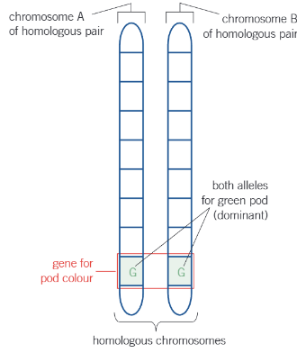 <p>what genotype does this picture show?</p>