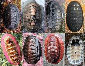 <p>Chitons</p>