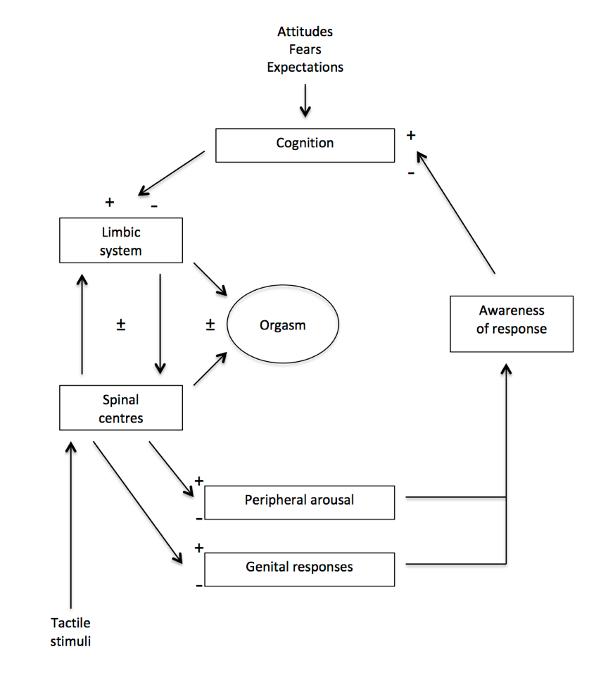 <ul><li><p>tactile stimuli → spinal cord and limbic system → physical response and arousal → awareness of response → cognition → limbic system and spinal cord → orgasm</p></li><li><p>cycle can be broken at any point</p></li></ul><p></p>