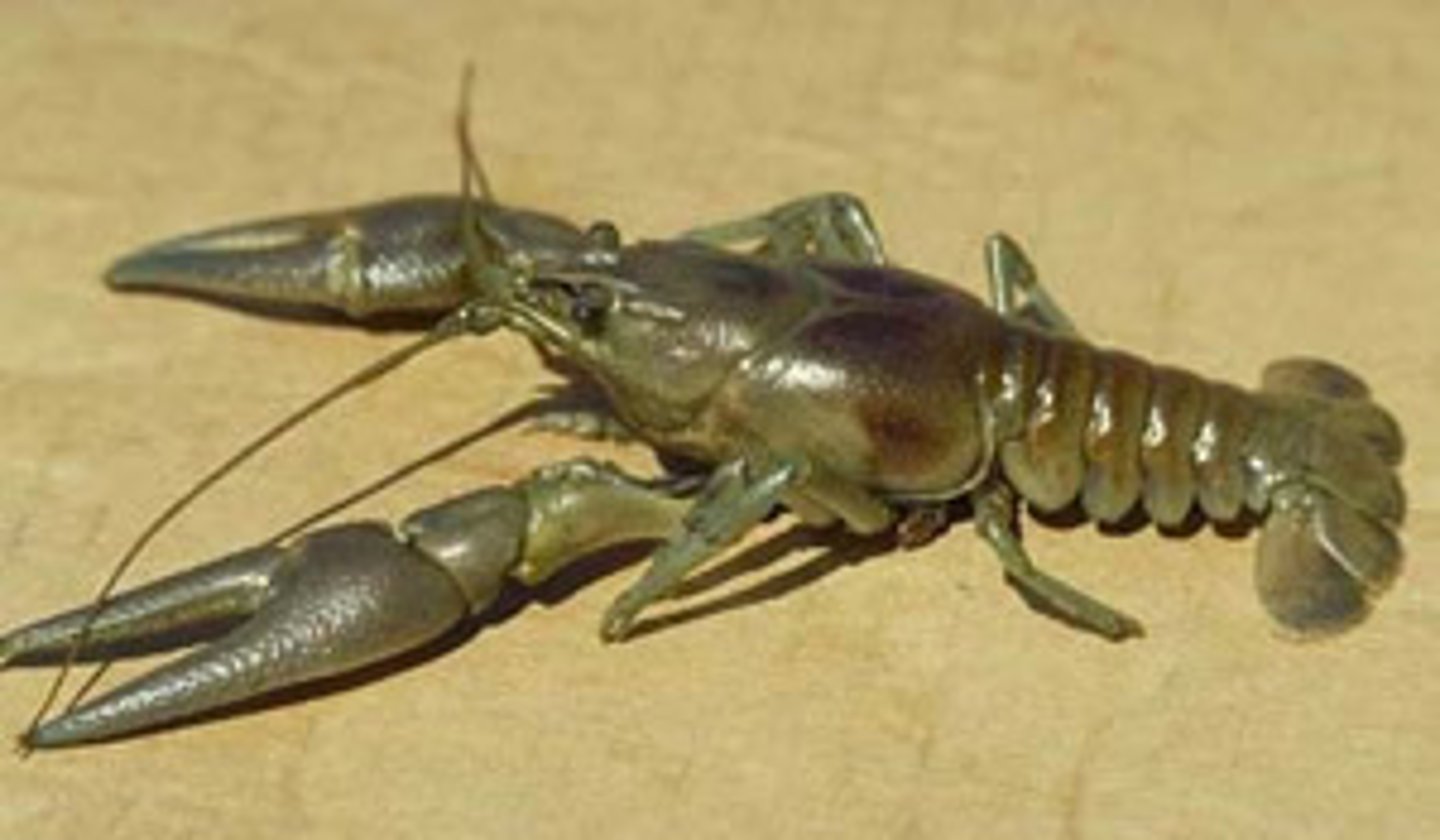 <p>A body covering, typically made of chitin, that provides support and protection</p>