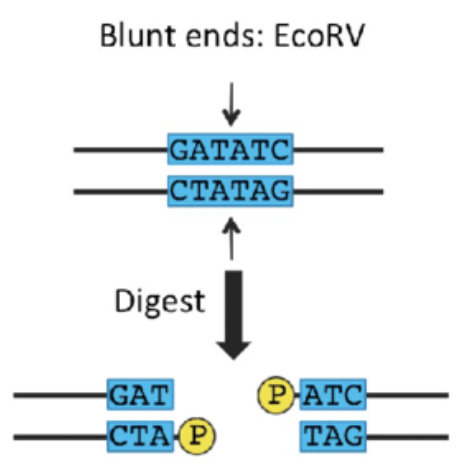 <p>Restriction enzyme - direct fashion</p>