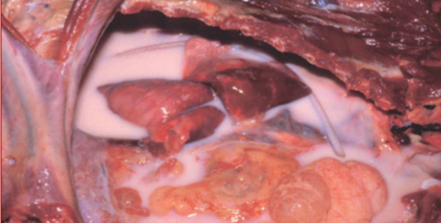 <p>what is this?</p>