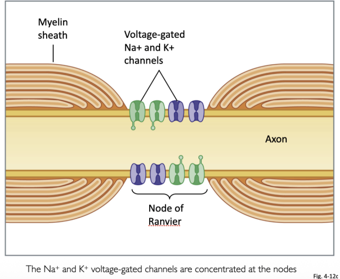 <p>At the Nodes of Ranvier (Schwaan Cell) </p>