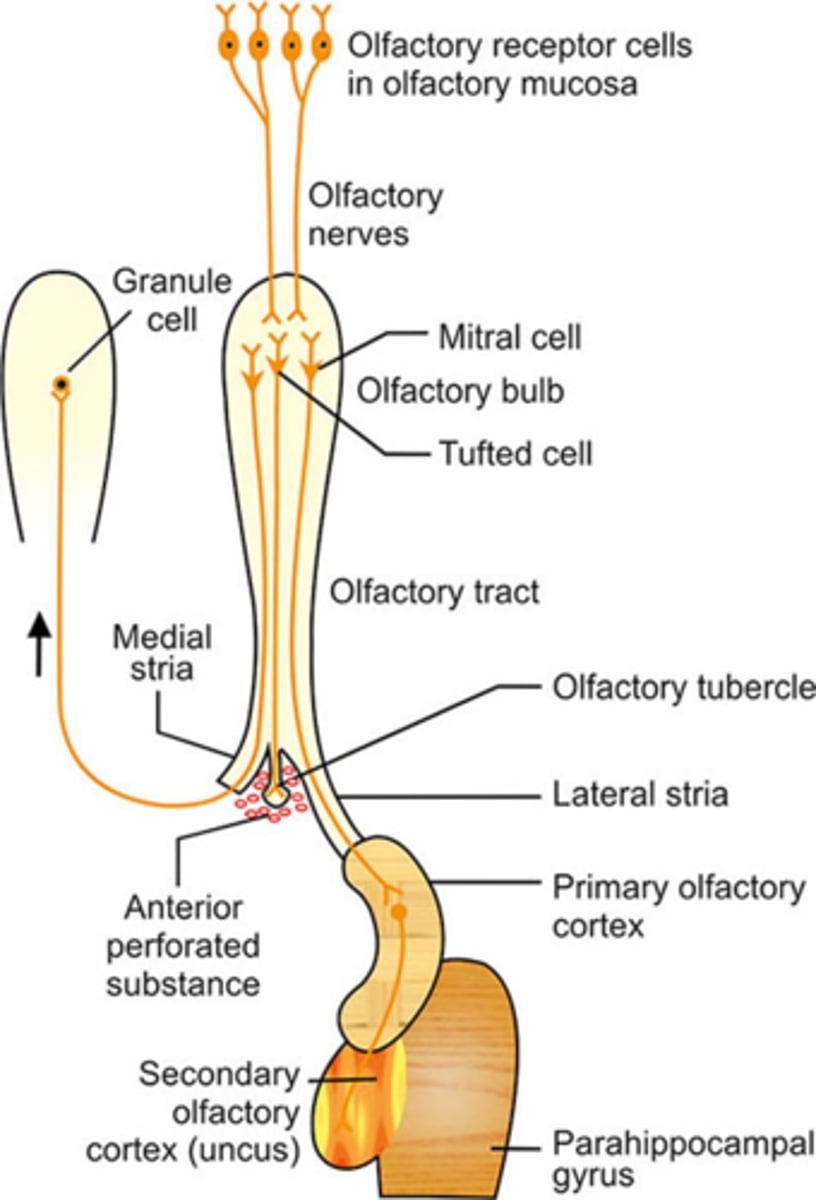 <p>- dolna powierzchnia płata czołowego</p><p>- opuszka węchowa przechodząca w pasmo węchowe i potem w trójkąt węchowy oraz odchodzące od niego prążek węchowy boczny i przyśrodkowy</p>