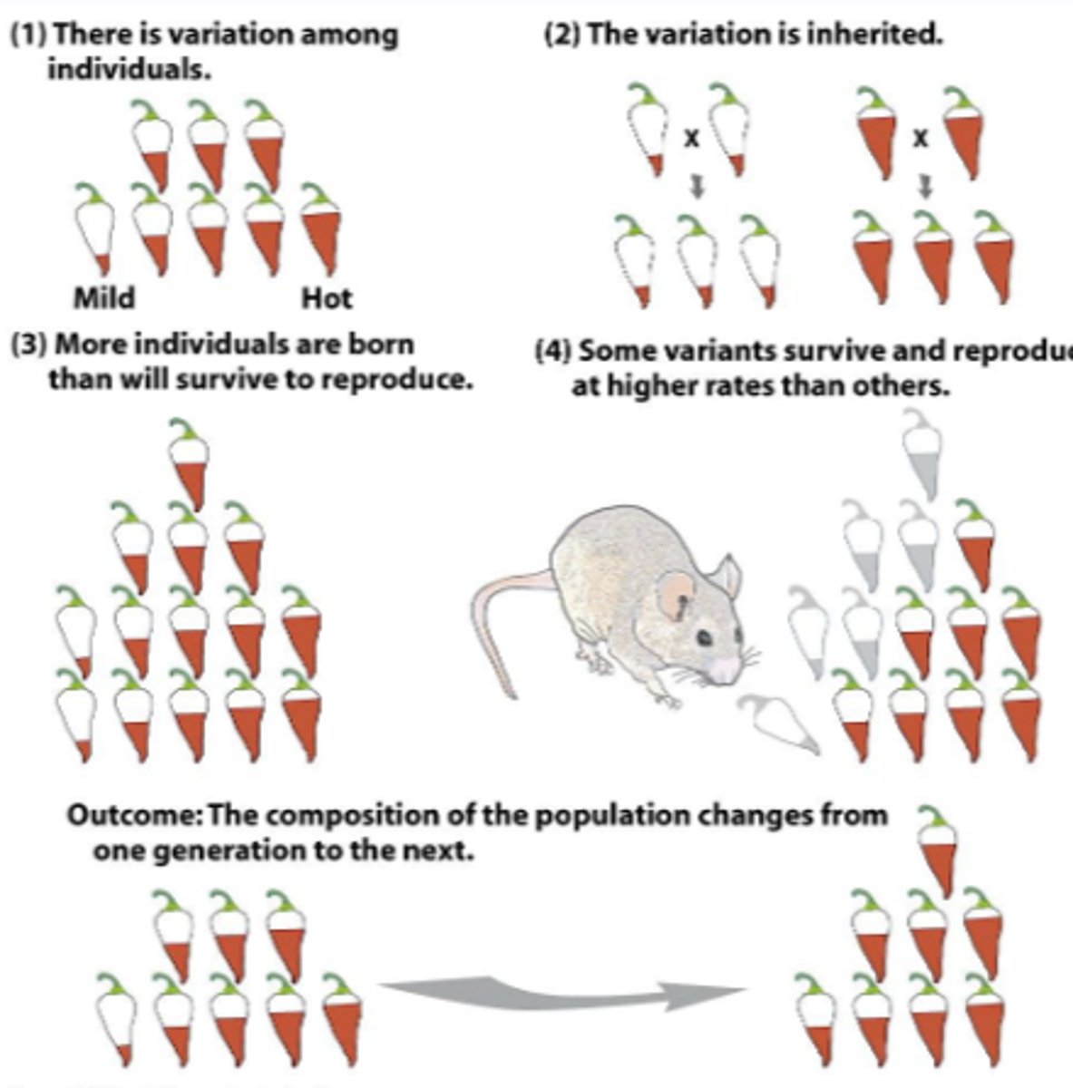<p>Variation in chilli spice</p><p>Hot chillies result in hot chillies etc</p><p>Predator can eat some of the chillies but only eats the mild ones, so over time only the hot ones are left, so there is a loss in mild chillies so the population gets hotter</p>