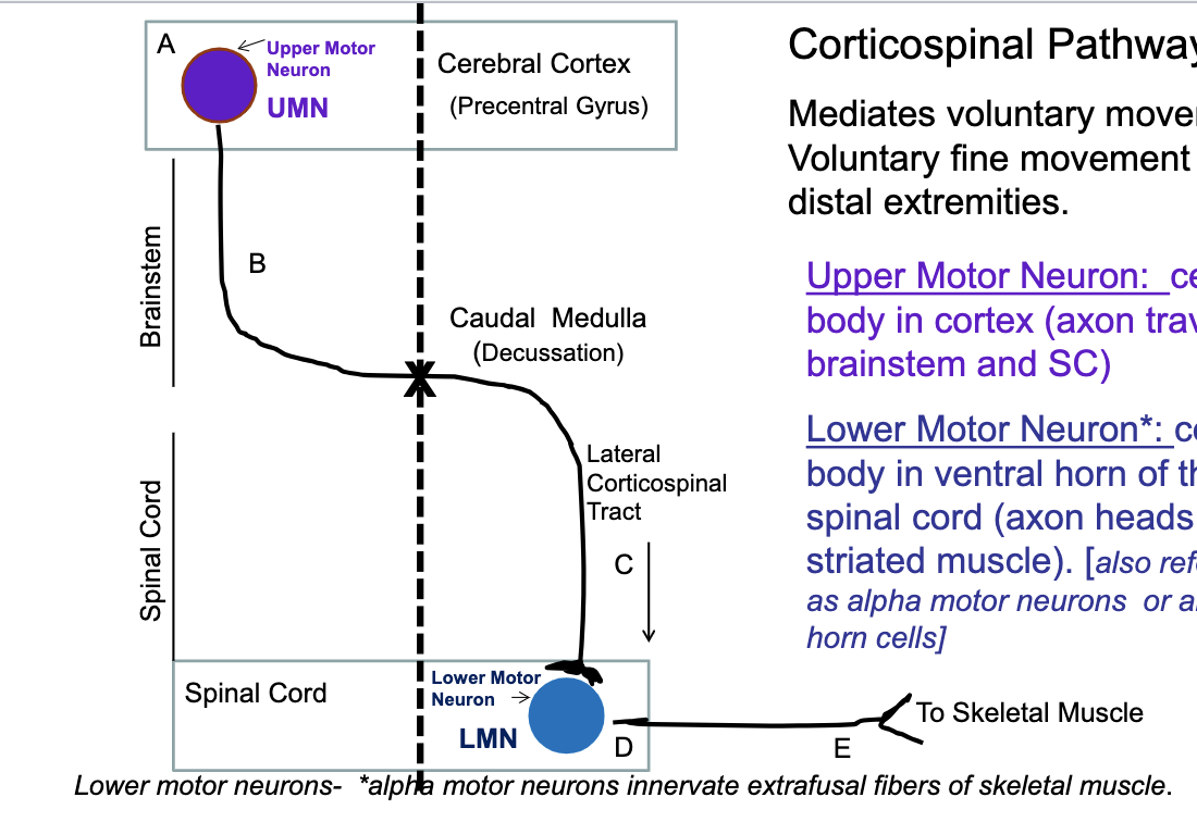 <p>true! </p><p>only lesions in ventral horn or axons leaving to skeletal muscle are considered lower motor neuron lesions</p>