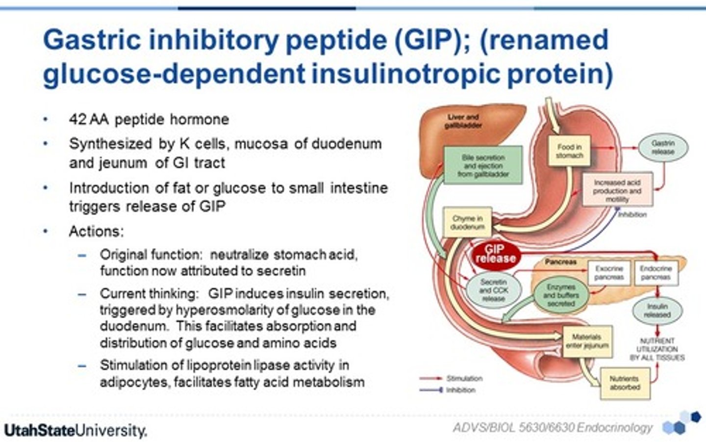<p>gastric inhibitory peptide (incretin)</p><p>regulate blood glucose levels, particularly after eating</p><p>(secreted from the small intestine after a meal)</p>