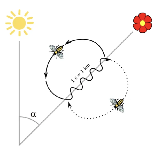 <ul><li><p class="">When a forager bee finds a <strong>flower source</strong>, it returns to the hive and performs a <strong>waggle dance</strong>.</p></li><li><p class="">The dance communicates:</p><ul><li><p class=""><strong>Direction</strong> of the flower (relative to the sun)</p></li><li><p class=""><strong>Distance</strong> (via duration of the waggle)</p></li></ul></li><li><p class="">This is a <strong>symbolic communication system</strong>—it maps internal representations (location of food) to <strong>external signals</strong> (dance patterns).</p><p class=""></p></li></ul><ul><li><p class="">animals can <strong>encode and convey conceptual information</strong>.</p></li><li><p class="">Limitations of the waggle dance:</p><ul><li><p class="">Is <strong>rigid and limited</strong> in scope (only about food)</p></li><li><p class="">Doesn’t involve <strong>syntax</strong> or <strong>recursive structure</strong></p></li><li><p class="">Isn’t <strong>generative</strong> (bees can’t create new messages beyond what’s hard-coded)</p></li></ul></li></ul><p></p>