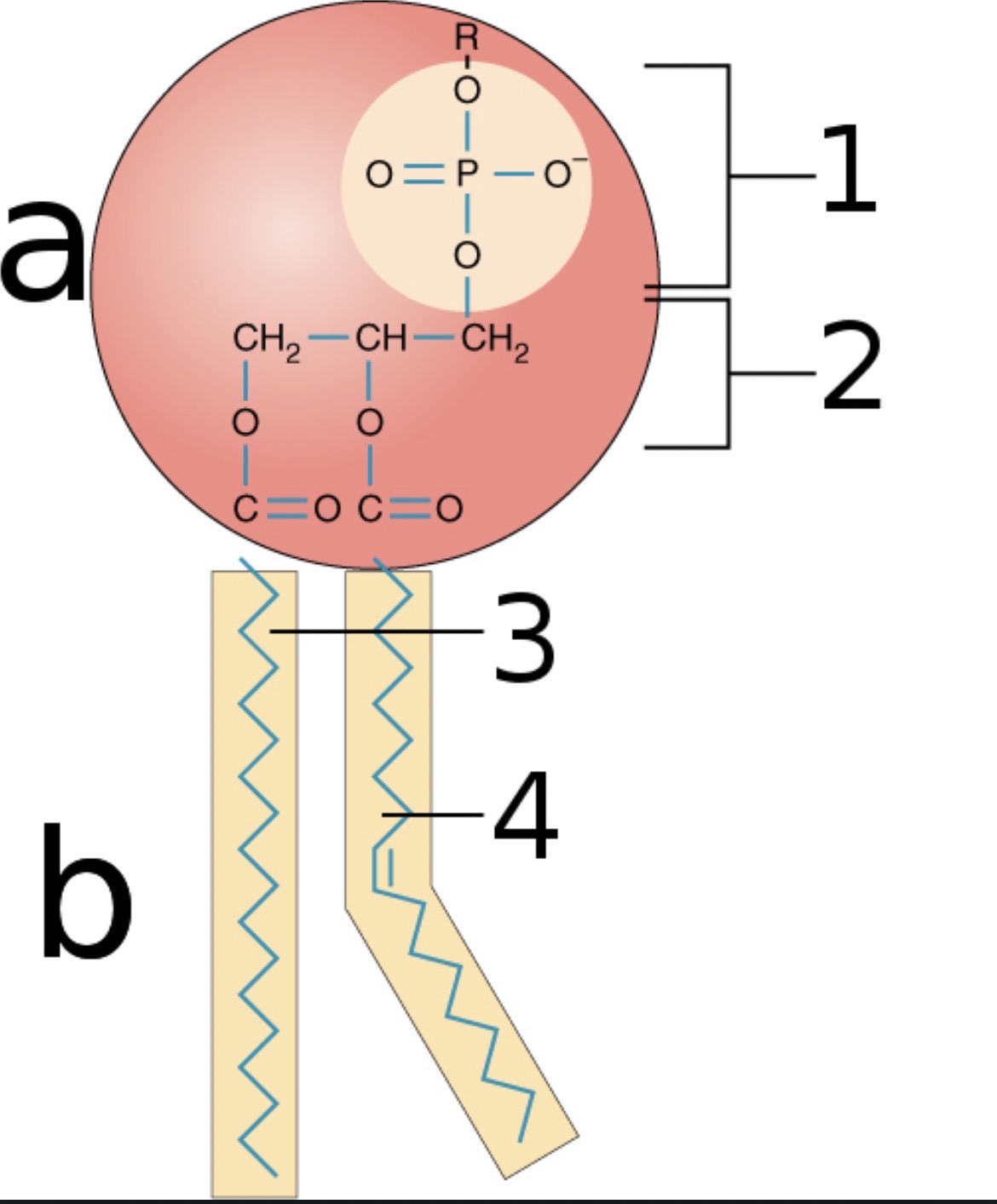 <p>Parts of a phospholipid</p>