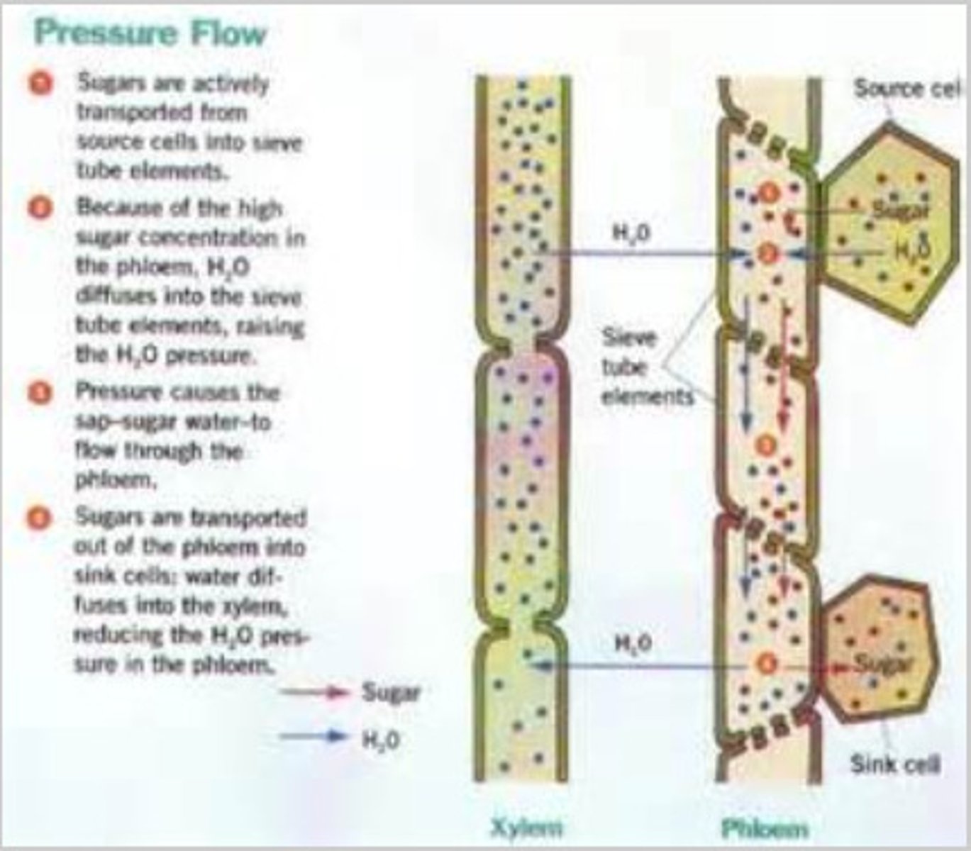 <p>They are metabolically active and provide ATP and proteins to the sieve tube elements, of which lack the organelles to do so.</p>