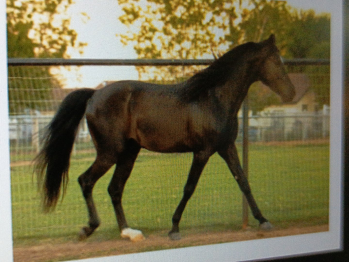 <p>Height: 14-16hs</p><p>¡ Natural gait:</p><p>¡ Foxtrot - walking motion</p><p>in the front with a quick</p><p>sliding trot in the rear</p>