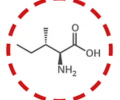 <p>isoleucine (ile, i)</p>