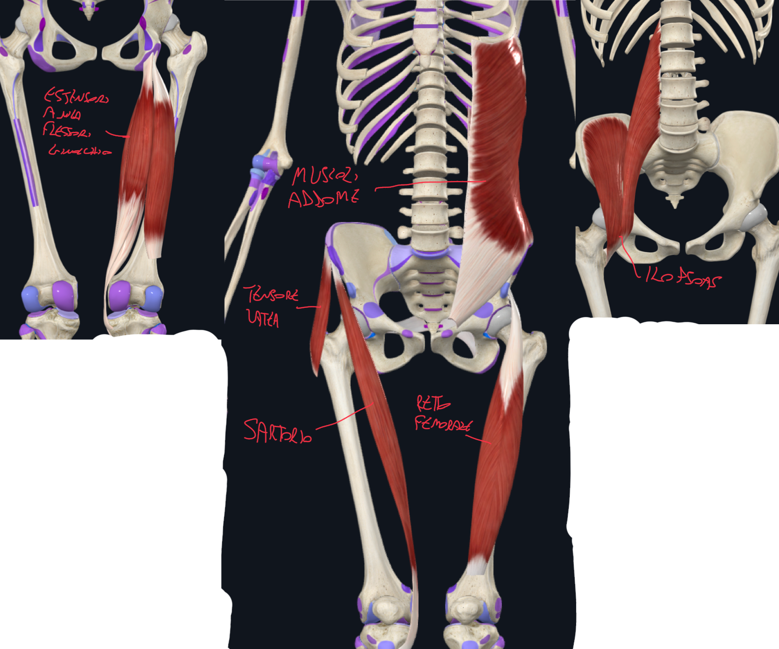 <p>Le apofisi sono sporgenze ossee che si sviluppano da centri di ossificazione secondari, quindi non partecipano all’allungamento dell’osso, ma ne modellano la forma e rappresentano siti di inserzione muscolare:</p><ul><li><p>Cresta Iliaca → muscoli obliquo esterno, interno e trasverso dell’addome</p></li><li><p>Spina Iliaca Anteriore Superiore → muscolo sartorio e tensore della fascia lata</p></li><li><p>Spina Iliaca Anteriore Inferiore → muscolo retto del femore</p></li><li><p>Tuberosità Ischiatica → estensori dell’anca e flessori del ginocchio</p></li><li><p>Piccolo Trocantere del Femore → muscolo ileopsoas  (flessore dell’anca)</p></li></ul><p>(anche acromion e oleocrano dell’arto superiore sono apofisi)</p><p>Clinica:</p><ul><li><p>Contrazione rapida e violenta di questi muscoli contro resistenza può staccare i tendini dall’inserzione ossea → Avulsione</p></li></ul><p></p>