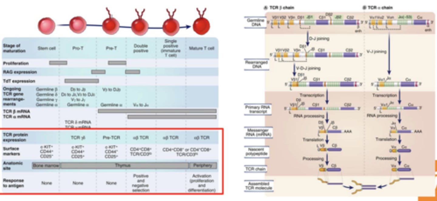 <p><strong><span style="text-decoration:underline">sequential rearrangement and expression of TCR genes</span></strong>, cell proliferation, antigen-induced selection, and commitment to phenotypically and functionally distinct subsets</p>
