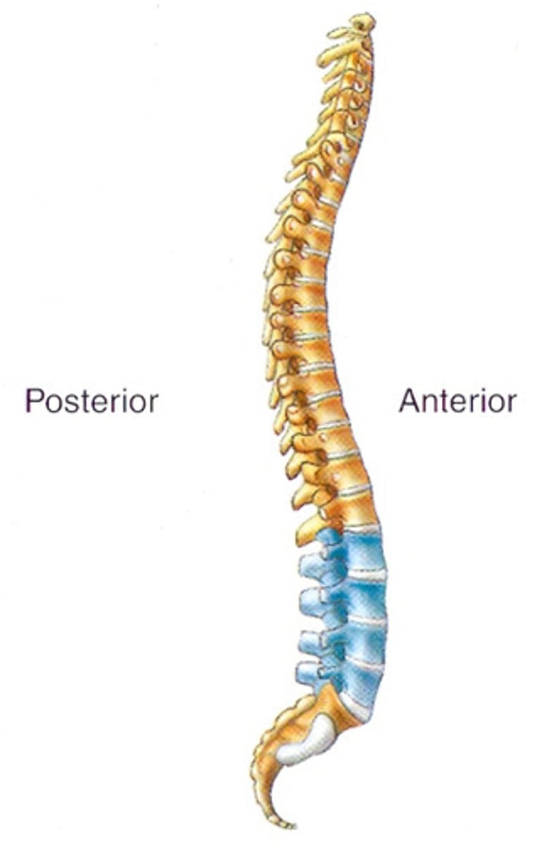 <p>What type of vertebrae is shown in blue?</p>
