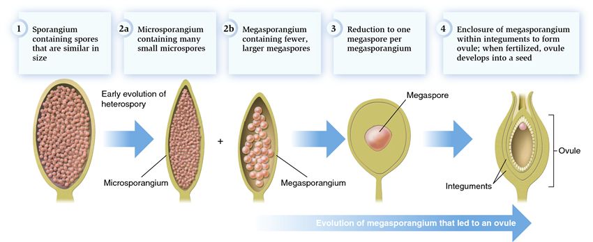 <p>What are the major advantages of seeds?</p>